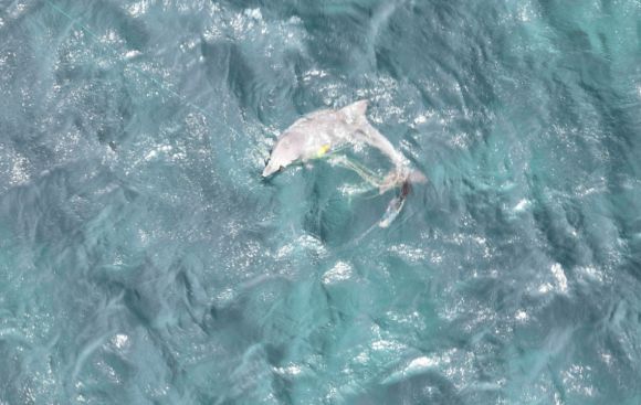 드론으로 촬영한 남방큰돌고래 종달이의 모습. 핫핑크돌핀스 제공