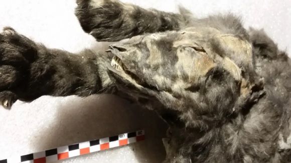 시베리아 투마트 마을 인근 영구동토층에서 발견된 늑대 새끼. Mietje Germonpré Royal Belgian Institute of Natural Sciences