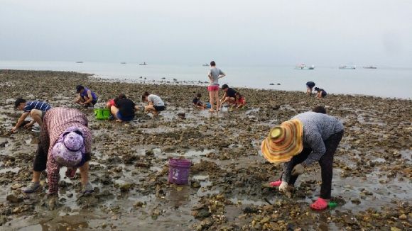 국화도 갯벌체험 (사진-대한민국 구석구석)
