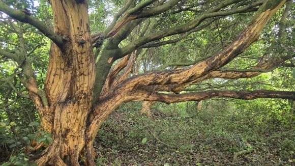 제주도 서귀포시 표선면 성읍리 한 임야에 있는 후박나무가 박피가 불법으로 벗겨진 채 서 있어 고사할 수도 있다는 지적이 나오고 있다. 제주자연의벗 제공