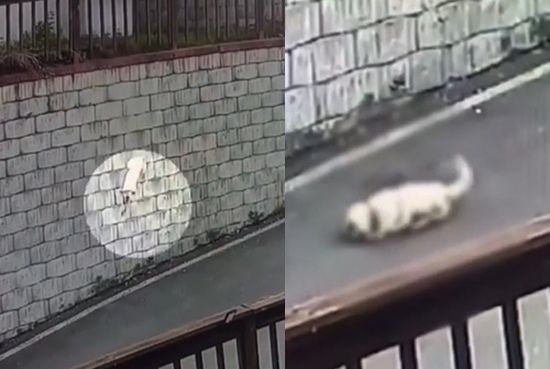 경기 여주시의 한 주택에서 누군가가 휘두른 둔기에 얼굴을 크게 다친 백구가 담벼락에서 도로 위로 떨어져 고통스러운 듯 몸부림치고 있다. 자료 : 채널A