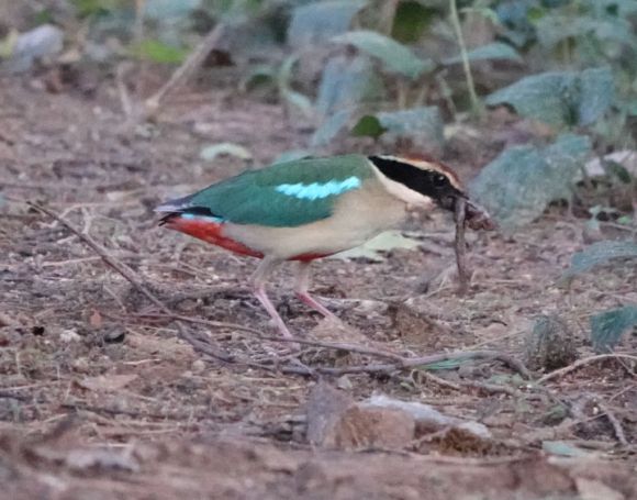 광주 민간공원특례사업지 인근 한새봉에서 지렁이를 물고 먹이활동 중인 팔색조. 광주환경운동연합 제공