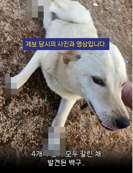 네 발이 모두 잘린 채 구조된 백구. 절단된 부분은 모자이크처리. 자료 : 동물권단체 케어 인스타그램