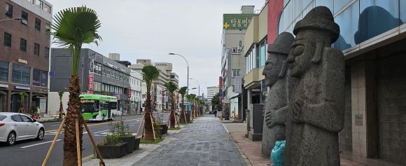 제주시가 최근 15m이상 자란 워싱턴 야자수를 뽑아내고 3m크기의 워싱턴야자수를 다시 심었다. 제주 강동삼 기자