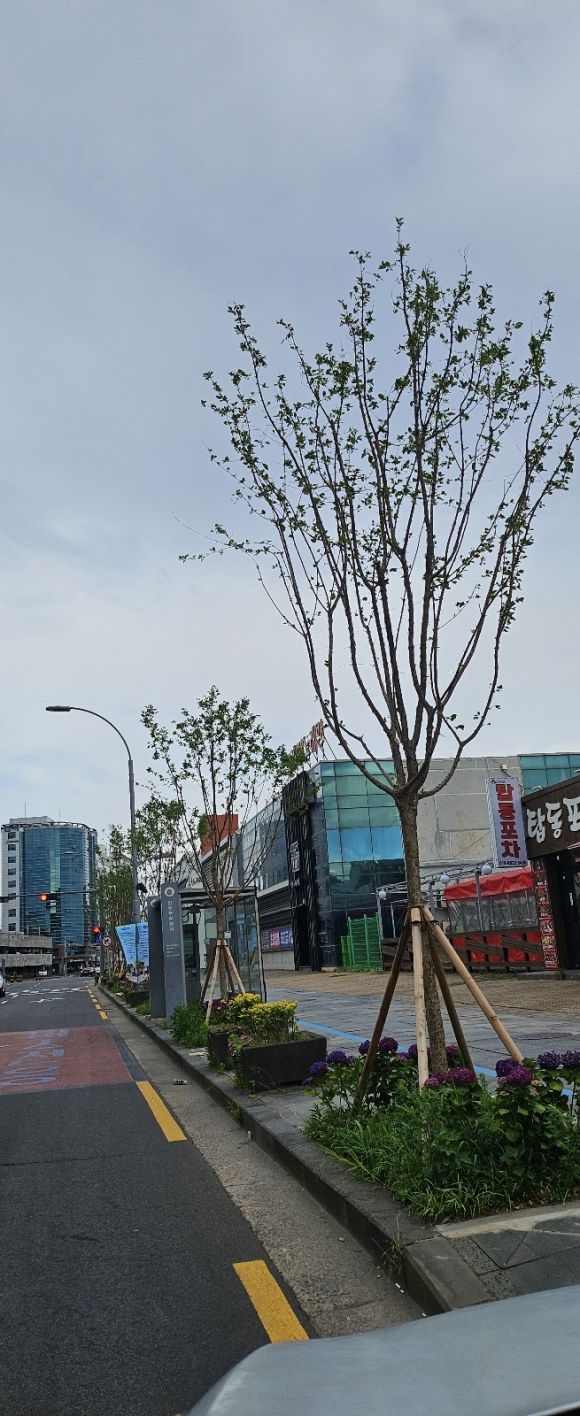 제주시는 최근 제주항으로 가는 임항로에 있던 워싱턴야자수를 제거하고 그 자리에 이팝나무 49그루를 심었다. 제주 강동삼 기자