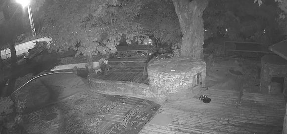 20대 남성들이 개에게 비비탄을 난사하는 모습. 2025.6.18. 독자 제공