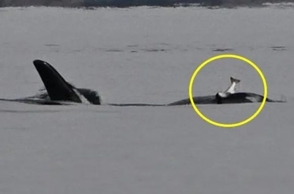 범고래가 죽은 연어를 모자처럼 쓰고 다니는 모습. Pacific Whale Watch Association