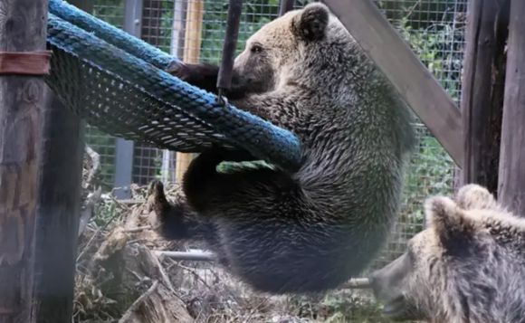 지난 23일(현지시간) 영국 데번주 야생동물 공원에서 서식 구역에서 탈출한 갈색곰. 와일드우드 데번 제공