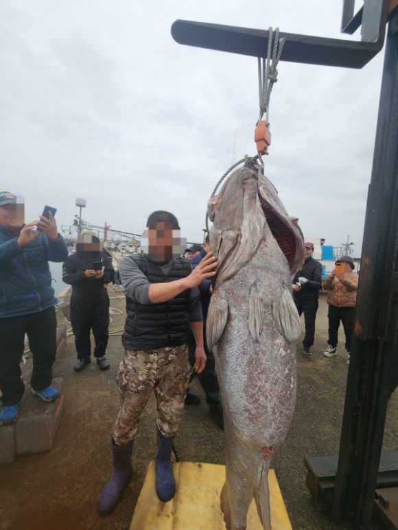 몸길이 183㎝, 무게 140㎏의 역대급 돗돔. 성산 파랑도호 제공