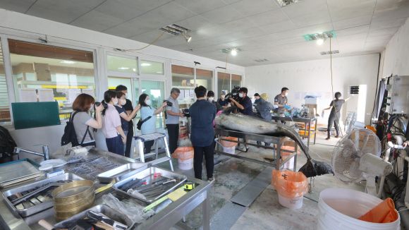 30일 오전 한국수산자원관리공단 제주본부에서 진행되고 있는 남방큰돌고래 ‘턱이’ 부검 현장. 다큐제주·제주대고래 해양생물보전연구센터 제공