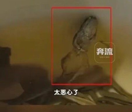 나쉐더차 제품 속에서 발견된 개구리.