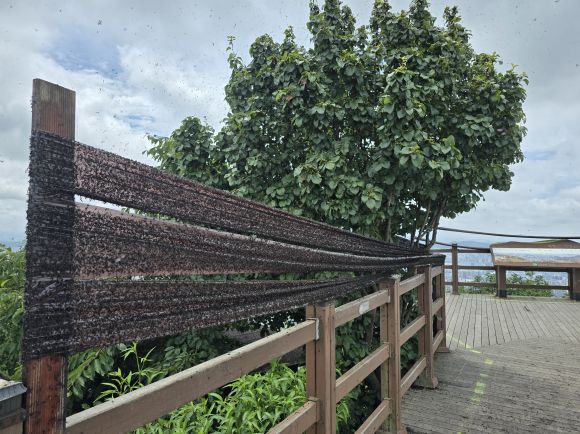 2일 인천 계양구 계양산 정상에 설치된 끈끈이 트랩에 ‘러브버그’라 불리는 붉은등우단털파리 수천마리가 붙어있다. 계양산엔 러브버그 사체 썩는 냄새가 진동해 등산객들이 불편을 토로했다.