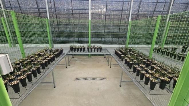 전남 화순군은 9일부터 다음달 29일까지 지역 농업인 소득 증진과 춘란 산업 육성을 위해 ‘화순춘란 재배 온실 임대 사업’을 추진한다. 화순군 제공