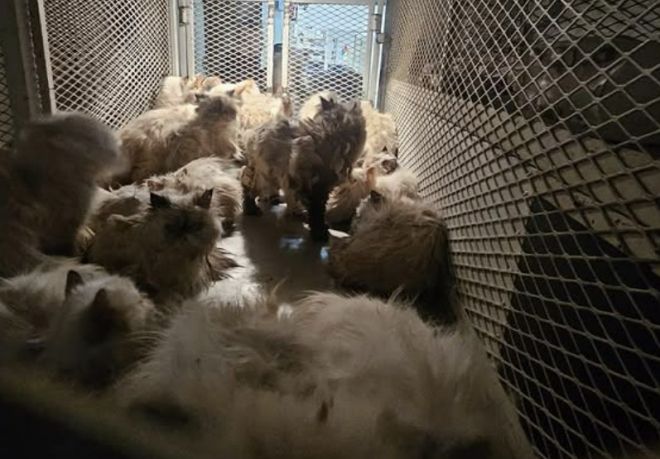 폭염 속 차량 내부에 갇혀 있다가 발견된 고양이들의 모습. 미국 머세드카운티 보안관실 페이스북 캡처