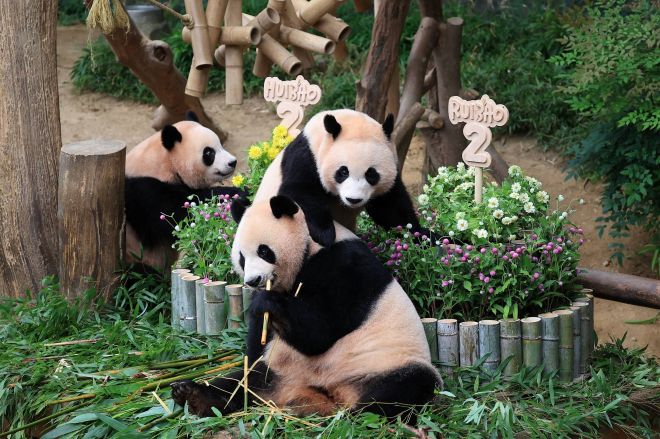 태어난 지 보통 1년 반에서 2년이 지나면 어미에게서 독립하는 판다 특성에 따라 루이바오와 후이바오도 올여름이 지난 뒤 아이바오의 곁에서 독립할 예정이다. 에버랜드 제공.