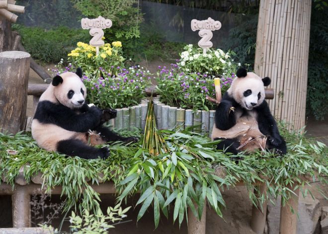 7일 두 돌을 맞은 루이바오(오른쪽)와 후이바오(왼쪽). 에버랜드 제공.