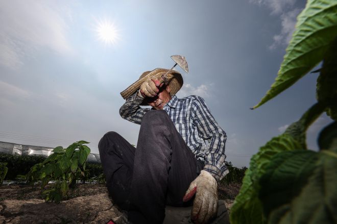 불볕더위가 계속된 8일 경북 고령의 한 밭에서 농민이 잡초 뽑는 작업을 하다 땀을 닦아내고 있다. 경북 연합뉴스