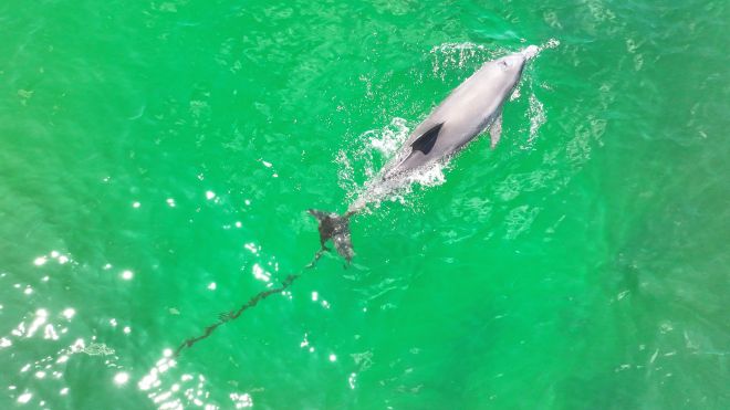 7월 1일 구좌읍 하도리 앞바다에서 포착된 폐어구에 걸린 남방큰돌고래 행운이의 모습. 다큐제주·제주대학교 고래·해양생물보전연구센터 제공