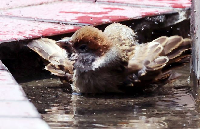 더위 식히는 참새 - 부산지역에 폭염특보가 지속된 8일 동구의 한 건물 정원에서 참새들이 물웅덩이에 들어가 더위를 식히고 있다. 2025.07.08. 뉴시스