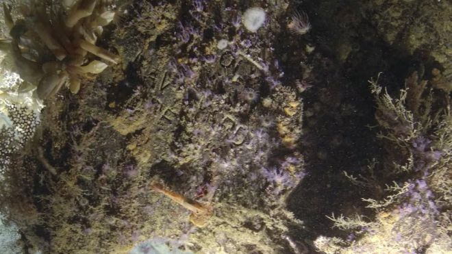 ‘네이비 야드’(Navy Yard)라로 새겨진 문자 덕에 이 난파선이  USS 뉴올리언스인 것으로 확인됐다. Ocean Exploration Trust