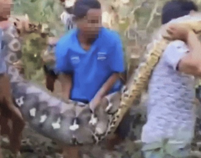 인도네시아에서 한 남성이 거대 비단뱀의 뱃속에서 숨진 채 발견됐다. X 캡처