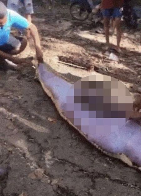 인도네시아에서 한 남성이 거대 비단뱀의 뱃속에서 숨진 채 발견됐다. X 캡처