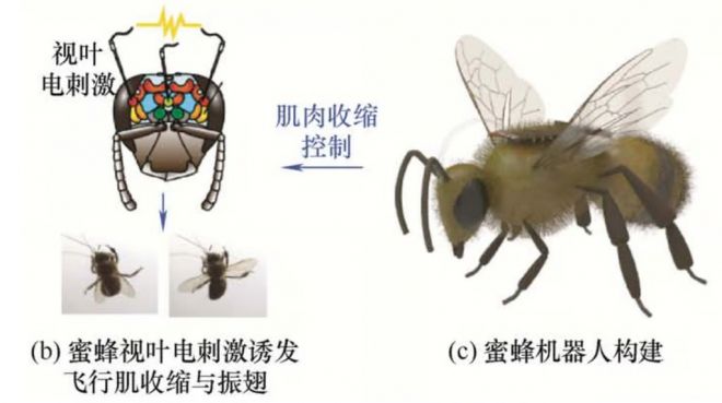 중국 연구진이 세계에서 가장 가벼운 곤충 두뇌 조종장치로 꿀벌의 비행을 조종한다. 출처=베이징이공대학