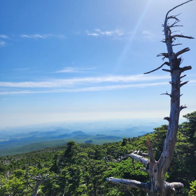 한라산 정상부 고사목과 오름 풍경