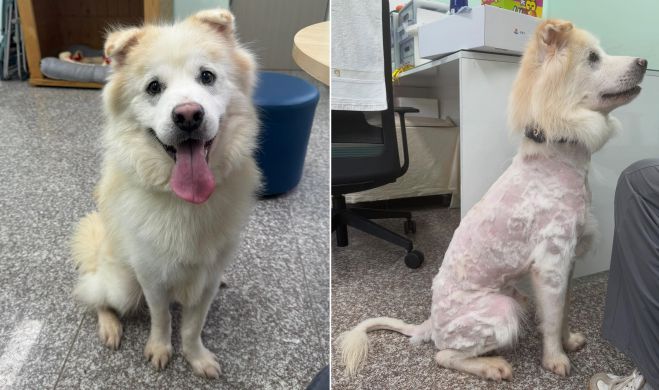 2살 수컷 유기견 쿠노가 입양 가기 전 털이 풍성했던 모습(왼쪽)과 7시간 만에 파양된 후 몸에 털이 망가진 채 돌아온 모습. 강릉시동물사랑센터 입양홍보 인스타그램 캡처