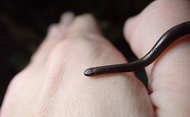 바베이도스 실뱀(Barbados threadsnake). 코너 블레이즈 제공