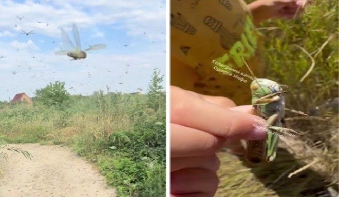 우크라이나 남부 지역이 메뚜기떼의 등장으로 고통을 겪고 있는 것으로 알려졌다. 영상 캡처