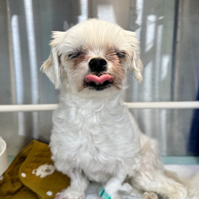 31일 부산 중부경찰서에 따르면 지난 29일 오후 8시 10분쯤 동물 학대 의심 신고가 접수됐다. 한 피자가게 냉장고 안에 반려견이 감금돼 있으며 견주의 학대가 의심된다는 내용이었다. 사진은 생후 11년 된 암컷 몰티즈인 해당 반려견 ‘쿠키’가 급성 심장병으로 병원에 입원한 모습. 2025.7.31 연합뉴스(견주 제공)