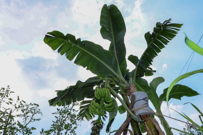한국도 이제 열대 기후? - 연일 무더위가 이어지고 있는 29일 서울 노원구 천수주말농장 녹색어울림 교육장에 열대과일인 바나나가 열려있다. 2025.7.29 연합뉴스