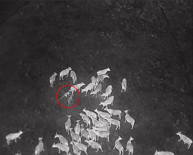 열화상 드론이 포착한 늑대의 가축 공격 장면. 붉은 원 안에서 늑대 한 마리가 가축 무리 속 송아지를 공격하고 있으며, 이는 미국 오리건주 일대에서 실시간 관측을 위해 운용 중인 드론 영상 중 하나다. 미 농림부는 이를 기반으로 확성기 음향을 통한 늑대 퇴치 실험을 병행하고 있다. 사진=미 농림부 제공