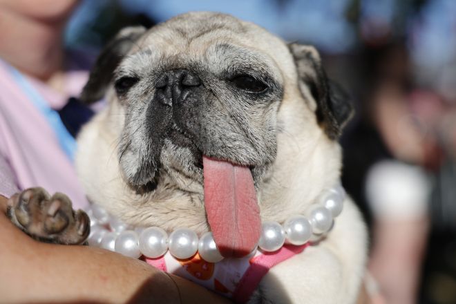 2025년 ‘세계에서 가장 못생긴 개 선발대회’(World’s Ugliest Dog Contest)에서 2위를 차지한 퍼그견 ‘지니 루’(Jinny Lu). EPA 연합뉴스
