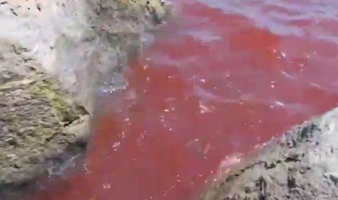 이스라엘 북부에 위치한 성경 속 갈릴리 호수가 최근 붉게 물들어 현지 주민과 관광객들 사이에서 “종말의 징조”라며 공포가 확산하고 있다. 이스라엘 자연 및 공원 관리청