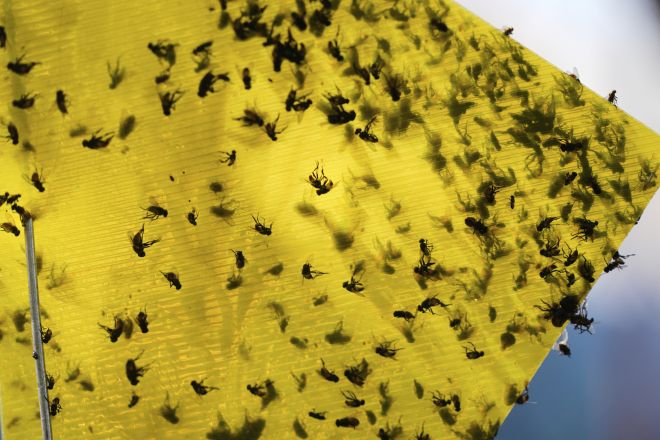 2025년 7월 29일 화요일, 멕시코 소노라 주 에르모실로에서 열린 소 경매장 근처에서 다양한 종의 파리들이 덫에 걸려 있다. AP 연합뉴스