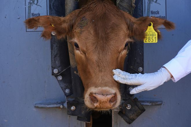 2025년 7월 28일 월요일, 멕시코 소노라 주 에르모시요에서 송아지 한 마리가 수의사의 검사를 받고 있다. AP 연합뉴스