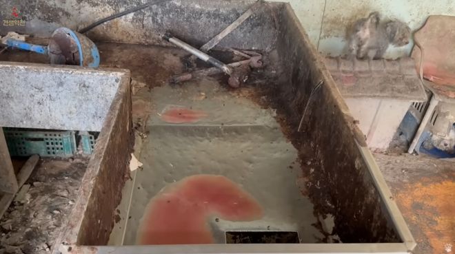 강아지 105마리가 브루셀라병 확진을 받은 인천 강화군의 한 동물 번식장 모습. 유튜브 채널 ‘견생역전’ 캡처