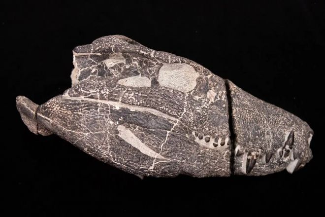 코스텐수쿠스 아트록스(Kostensuchus atrox)의 두개골 화석