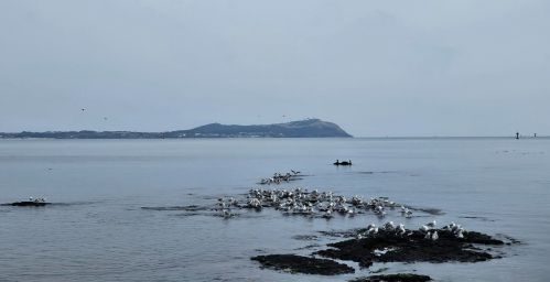 제2공항 인근 주요 철새 도래지와 서식지 가운데 하나인 종달리 해변에 새떼들이 몰려와 노닐고 있다. 제주 강동삼 기자