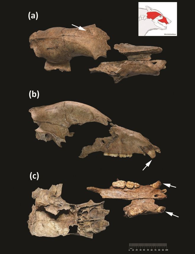 원형경기장 근처에서 발견된 곰의 두개골. Antiquity (2025). DOI: 10.15184/aqy.2025.10173