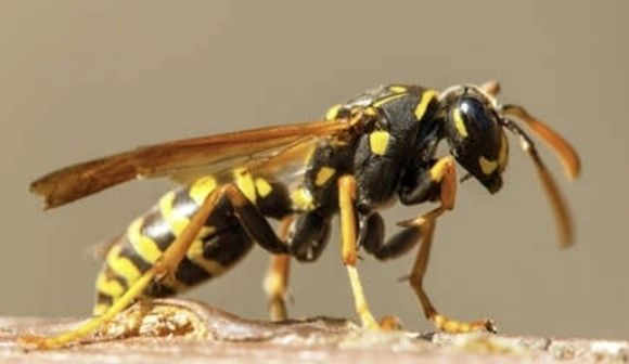 말벌 이미지. 123RF 자료사진