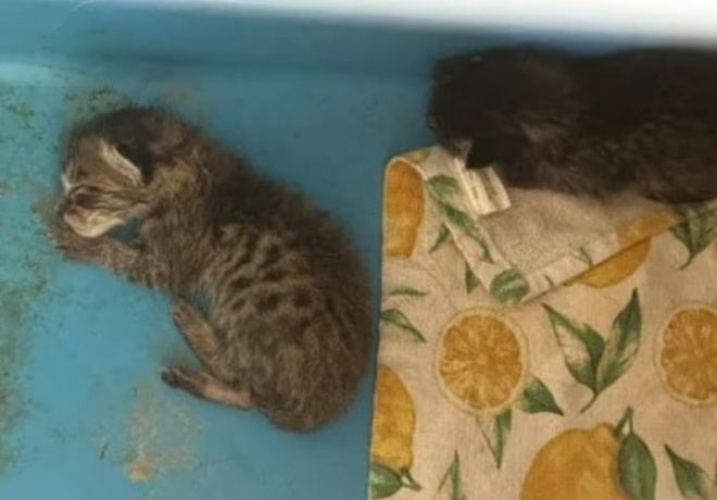 미국에서 한 여성 과학 교사가 교실에서 키우던 뱀에게 살아있는 새끼 고양이를 먹이로 준 사실이 알려지며 논란이 되고 있다. PETA 제공