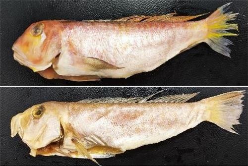 옥돔과 옥두어는 농어목 옥돔과에 속하는 어류로, 유전자는 다르지만 생김새가 비슷하다. (위) 옥돔 (아래) 옥두어. 식품의약품안전처 제공