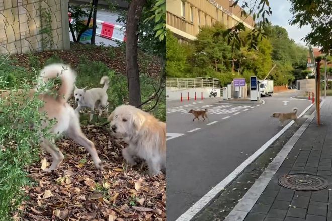 2025년 10월 서울대 수의과대학 인근에 출몰한 들개떼. 스레드 캡처