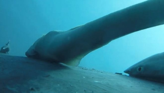 빨판상어가 혹등고래에 붙어있는 모습. Olaf Meynecke 제공