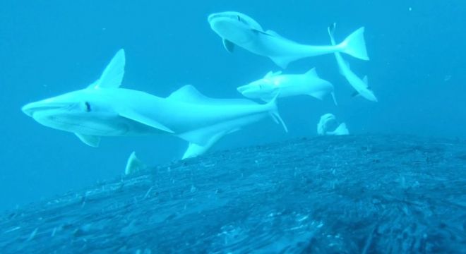 빨판상어와 혹등고래. Olaf Meynecke 제공