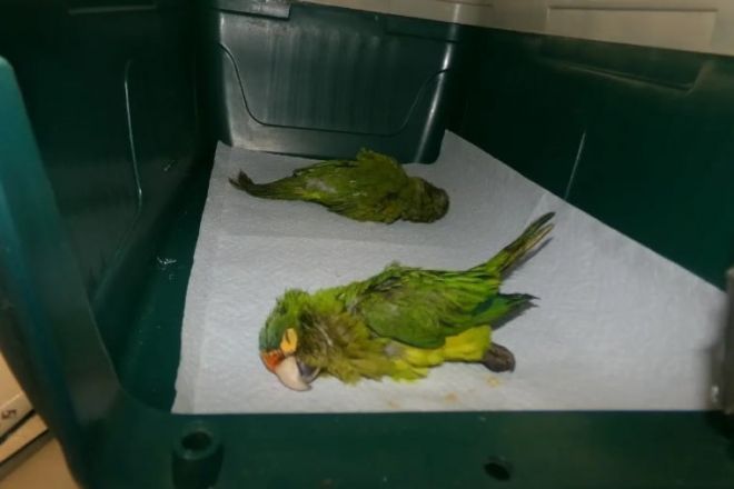 미국의 30대 남성이 희귀 멸종 위기종인 앵무새 두 마리를 속옷 속에 숨겨 밀수하려다 덜미를 잡혔다. 사진은 남성이 밀수하려던 앵무새 두 마리. 캘리포니아 남부 지방 검찰청