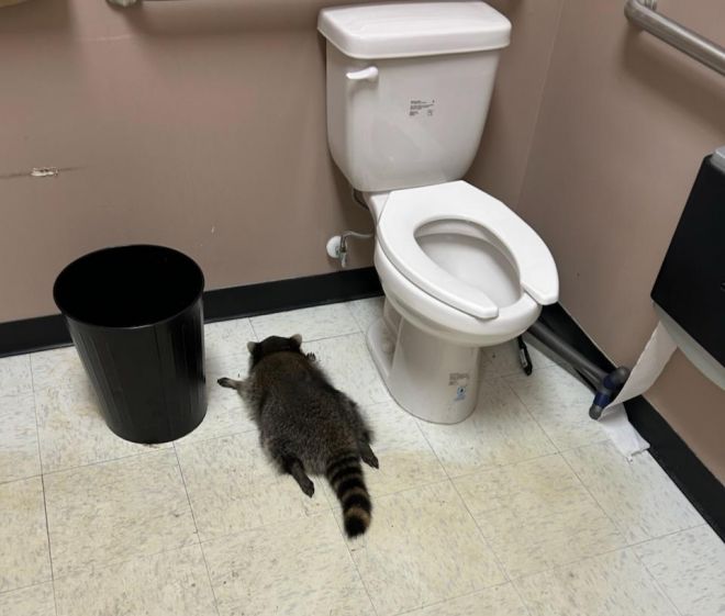 미국 버지니아주의 한 주류 판매점에 침입한 라쿤(미국 너구리)이 술에 취한 채 화장실에 엎드려 있는 모습. 해노버카운티 동물보호소 페이스북 캡처